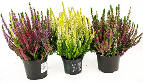 Herbst Blumen Set Nr.7 Calluna vulgaris Trios Milka & Wildbeery & Besenheide gelb von WESELER KRÄUTERPARADIES - GÄRTNEREI ENSELEIT