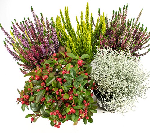 Herbst Blumen Set Nr.8 Calluna vulgaris Trios Milka & Wildbeery, Scheinbeere, Skyline & Stacheldraht Herbst Blumen Set Nr.8 Calluna vulgaris Trios Milka & Wildbeery, Scheinbeere, Skyline & Stacheldraht von WESELER KRÄUTERPARADIES - GÄRTNEREI ENSELEIT