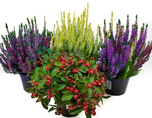 Herbst Blumen Set Nr.9 Calluna vulgaris Trios Milka & Wildbeery, Scheinbeere & Besenheide gelb von WESELER KRÄUTERPARADIES - GÄRTNEREI ENSELEIT