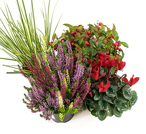Herbst Blumenset Nr.3 Calluna vulgaris Trios Milka, Alpenveilchen, Scheinbeere & Gras grün/weiss Herbst Blumenset Nr.3 Calluna vulgaris Trios Milka, Alpenveilchen, Scheinbeere & Gras grün/weiss von WESELER KRÄUTERPARADIES - GÄRTNEREI ENSELEIT