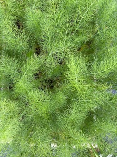 Knollenfenchel, 10 Jungpflanzen Knollenfenchel, 10 Jungpflanzen von WESELER KRÄUTERPARADIES - GÄRTNEREI ENSELEIT