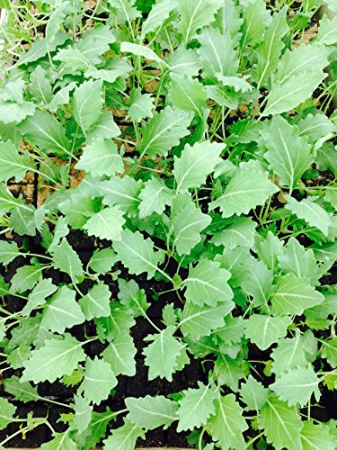 Kohlrabi weiß, Kohlrabi im 10er Pack, Gemüse Pflanzen, Jungpflanzen von WESELER KRÄUTERPARADIES - GÄRTNEREI ENSELEIT