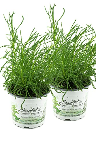 Olivenkraut 2 Pflanzen, Olivenstrauch Pflanze - Santolina viridis aus Nachhaltigem Anbau von WESELER KRÄUTERPARADIES - GÄRTNEREI ENSELEIT