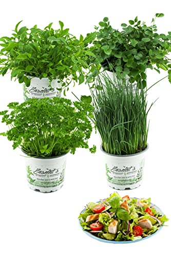 Salatkräuter-Set, 4 Frische Kräuter Pflanzen, Schnittlauch, Rucola, Pimpinelle & Petersilie von WESELER KRÄUTERPARADIES - GÄRTNEREI ENSELEIT