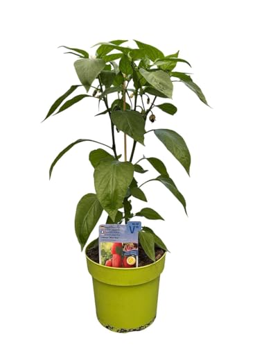 Snack-Paprika - Paprikapflanze im 3l Topf aus der Gärtnerei von WESELER KRÄUTERPARADIES - GÄRTNEREI ENSELEIT