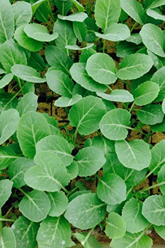 Spitzkohl, Spitzkohl im 10er Set von WESELER KRÄUTERPARADIES - GÄRTNEREI ENSELEIT