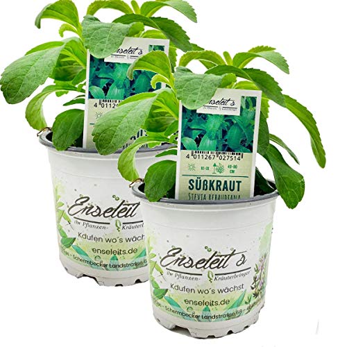Stevia - Süßkraut - Stevia Rebaudiana 2 Pflanzen, Frische Kräuter Pflanze von WESELER KRÄUTERPARADIES - GÄRTNEREI ENSELEIT
