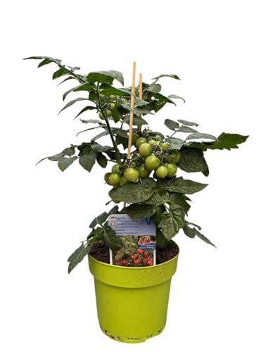 Topftomate - Cocktailtomate im 3l Topf aus der Gärtnerei von WESELER KRÄUTERPARADIES - GÄRTNEREI ENSELEIT