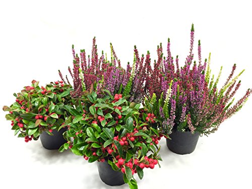 Winterheide & Scheinbeere im 4er Set, Besenheide, Calluna Vulgaris, Beauty Ladys Winterheide & Scheinbeere im 4er Set, Besenheide, Calluna Vulgaris, Beauty Ladys von WESELER KRÄUTERPARADIES - GÄRTNEREI ENSELEIT
