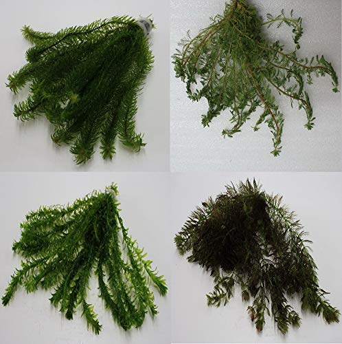 100 Unterwasserpflanzen = 16 schöne kräftige Bunde Teich-Sortiment, Sauerstoffpflanzen-Set von WFW wasserflora