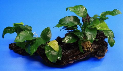 2 kräftige Anubias nana auf schöner Mopani-Wurzel von WFW wasserflora