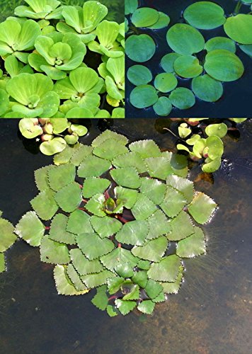 3er Set Schwimmpflanzen je 1x Muschelblume, Froschbiss, Wassernuss von WFW wasserflora