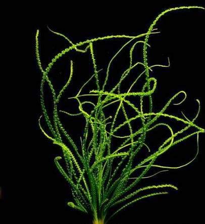 Dauerwellen-Hakenlilie/Crinum calamistratum von WFW wasserflora