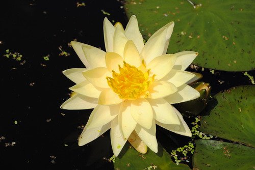 Gelbe Seerose/Nymphaea "Joey Tomocik" im 11x11 cm Topf von WFW wasserflora