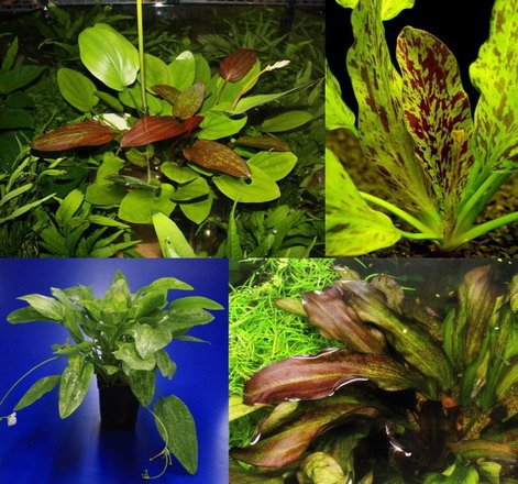 MUTTERPFLANZE DER WOCHE Echinodorus/Schwertpflanze von WFW wasserflora