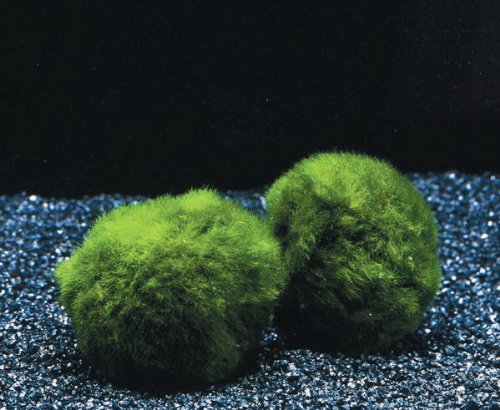 Mooskugel Größe L 4-5 cm/Cladophora aegagropila - Marimo Ball von WFW wasserflora