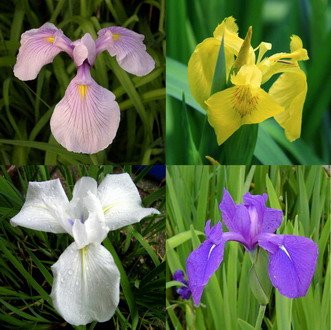 4 Töpfe Wasserschwert-Lilien - Iris in 4 attraktive Farben, Rosa, Blau, Weiß, Gelb von WFW wasserflora