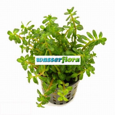 Bonsai Cognac Pflanze/Ammania sp. bonsai (Ammannia) von WFW wasserflora