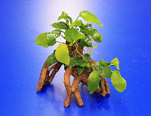 Goldene Speerblatt-Mangrovenwurzel mit Höhle/Mangrovenbaum mit Anubia nana GOLD von WFW wasserflora