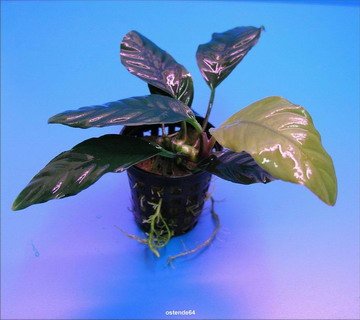 Kaffeeblättriges Speerblatt/Anubias coffeefolia von WFW wasserflora