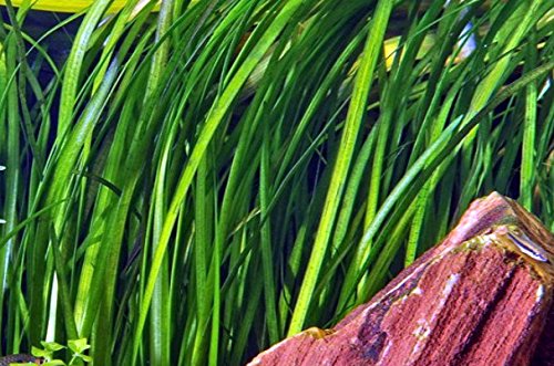 Marmorierte Wasserschraube/Vallisneria spiralis 'Tiger' oder 'Marmor - 'Striped' im Topf von WFW wasserflora