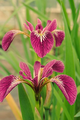 Rote Sumpfschwertlilie 'Kermesina' / Iris versicolor 'Kermesina' Rot im 9x9 cm Topf - Klärpflanze Gartenteich von WFW wasserflora