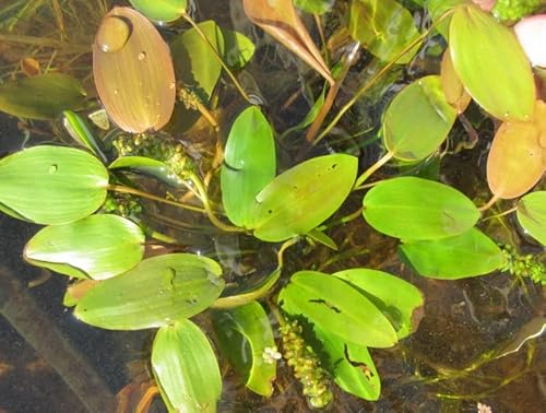 Schwimmendes Laichkraut/Potamogeton natans im 9x9 cm Topf von WFW wasserflora