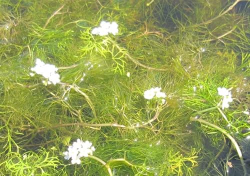 Wasser-Hahnenfuß, weiß/Ranunculus aquatilis im 9x9 cm Topf von WFW wasserflora