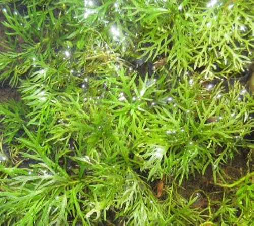 Wasserfeder - Wasserprimel/Hottonia palustris im 9x9 cm Topf von WFW wasserflora