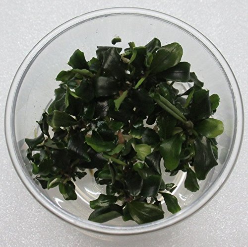 *NEU* In-Vitro Bucephalandra wavy green - TOP-Rarität von WFW wasserflora