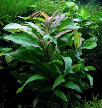 XL In-Vitro Hygrophila "Thailand" - "Siamensis"/ Schmalblättriger Riesenwasserfreund von WFW wasserflora