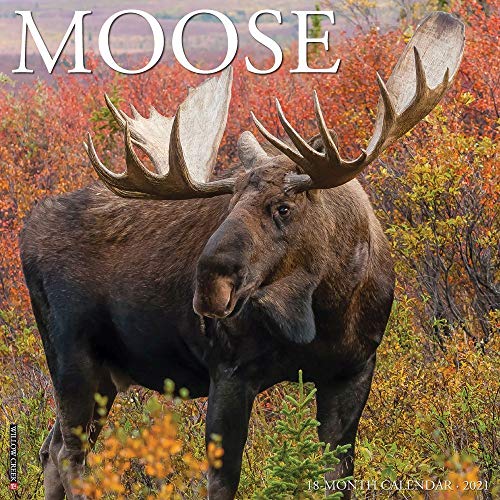 Moose 2021 Calendar von WILLOW CREEK