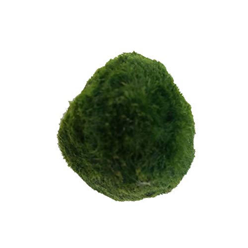 WINBST Java Moss Marimo Moss Ball,Mooskugeln Mooskugel Moosball Aquariumpflanzen MoosbäLle Dekoration Garnelen Nano FüR Marimo Premium QualitäT Moos Balls Aquarium Ornament Dekoration WINBST Java Moss Marimo Moss Ball,Mooskugeln Mooskugel Moosball Aquariumpflanzen MoosbäLle Dekoration Garnelen Nano FüR Marimo Premium QualitäT Moos Balls Aquarium Ornament Dekoration von WINBST
