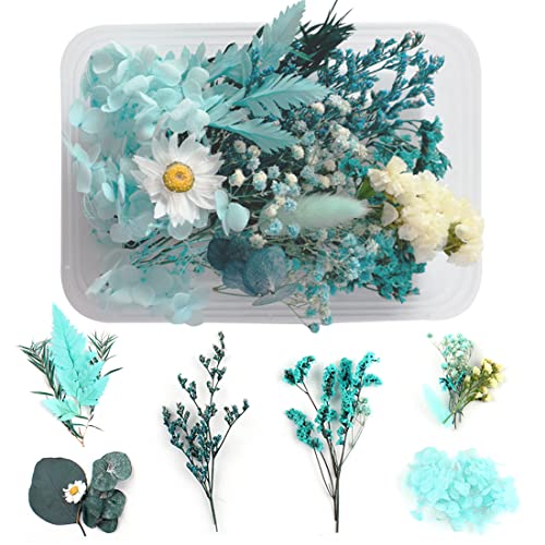 WJIAEER Trockenblumen Zum Basteln Trockenblumen Gepresste Blumen Trockenblumen Deko Getrocknete Blumen(O) von WJIAEER