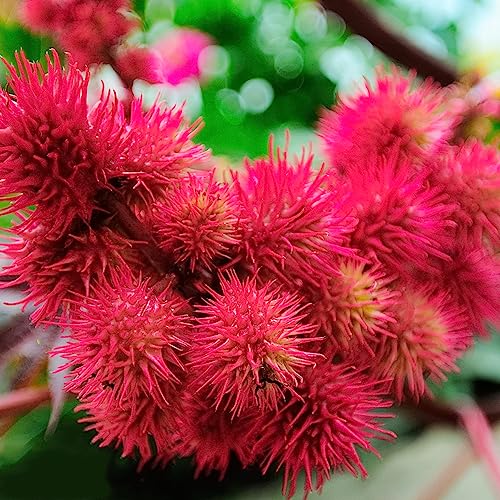 10 Stück rizinussamen hochbeete für garten rizinus pflanze samen,Ricinus communis dekopflanzen zimmerpflanze balkon deko pflanzen geschenk geschenke für gartenfreunde topfpflanzen draußen winterhart von WJKWY-Q