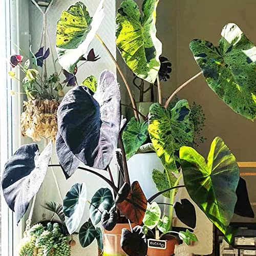 100 Stück alocasia zebrina samen - Seltene Pflanzen serie - kunst pflanzen fürs zimmer fensterbank deko innen indoor garden grünpflanzen zimmerpflanzen samen balkon hochbeet von WJKWY-Q