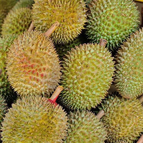 100 Stück durian frucht frisch kaufen samen pflanze - Seltene Pflanzen serie - nachhaltige produkte pflanztopf garten säulenobst pflanzen deko wohnzimmer modern baum bonsai topf von WJKWY-Q