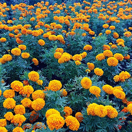 100 Stück frische natürliche Ringelblumensamen haben einen guten Zierwert Sie können als Blumenmeere Blumengürtel oder als Büscheldekorationen verwendet werden von WJKWY-Q