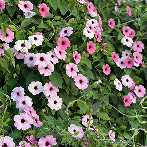 100 Stück schwarzäugige susanne - samen rosa winterharte pflanzen für garten zimmerpflanzen pflanzensamen flower blumen geschenk indoor blumendeko blumenwiese wildblumensamen von WJKWY-Q