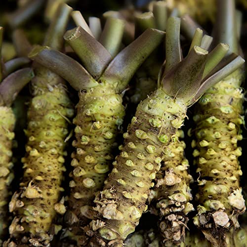 100 Stück wasabi pflanze samen - Seltene Pflanzen kräutersamen serie - pflanztopf garten topfpflanzen draußen winterhart grünpflanzen pflanzensamen deko kräuter exotische kübelpflanzen von WJKWY-Q