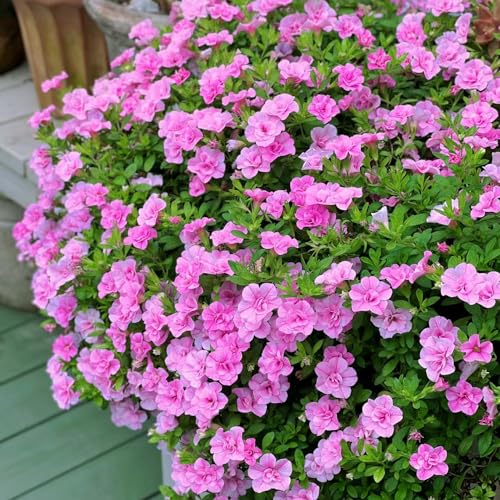 100 pcs Calibrachoa samen - gewächshaus balkon blumensamen bienenwiese Calibrachoa Kabloom, balkonpflanzen winterhart zimmerbonsai bonsai gartenarbeit winterharte pflanzen für garten von WJKWY-Q