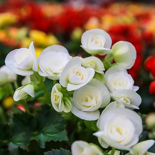 100 pcs begonien hängend begonie samen - blumenwiese samen bäume,Malus spectabilis,begonia winterharte pflanzen für garten blumensamen gastgeschenk pflanzenkübel dekoration wohnzimmer von WJKWY-Q