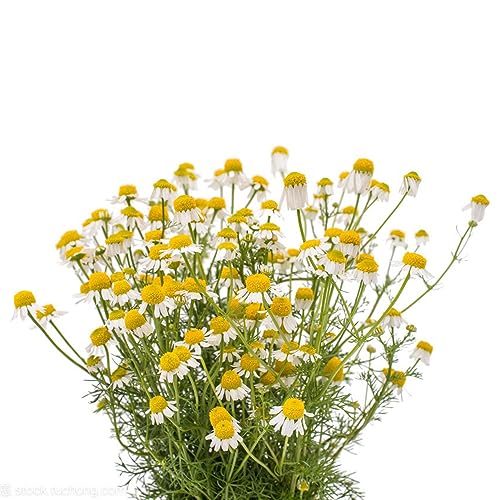 100 pcs kamille samen mehrjährig winterhart - indoor garten bienen wiese kamillensamen,Matricaria recutita, pflanze topfpflanzen kräuter flowers blumendeko balkonblumen pflanzenkübel von WJKWY-Q