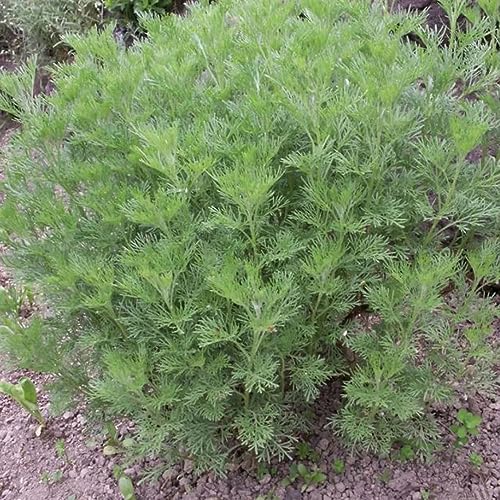 100 pcs kräutersamen colakraut pflanze samen - gartenkräuter pflanzensamen,Artemisia abrotanum,cola kraut dekoration wohnzimmer garden kleine geschenke pflanzenkübel wildkräuter samen von WJKWY-Q