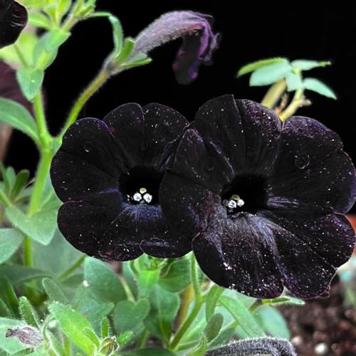 100 pcs petunien samen hängend mehrjährig - blumensamen gastgeschenk petunie,Petunia hybrida, bienenweide saatgut winterharte pflanzen für garten pflanzenkübel gartenblumen winterharte von WJKWY-Q