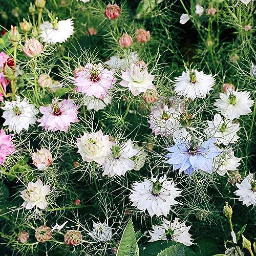 100 pcs samen für jungfer im grünen kleines geschenk für frauen,Nigella damascena, pflanze bienenwiese saatgut wildblumensamen wildblumen dekoration wohnzimmer bienen wiese bonsai von WJKWY-Q