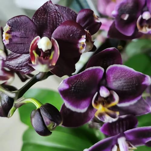 10Stück orchideen samen kaufen Schwarz orchidee aussaat zimmerpflanzen winterharte balkonpflanzen exotische pflanzen winterhart blumen indoor garden wiesenblumen blumensamen von WJKWY-Q
