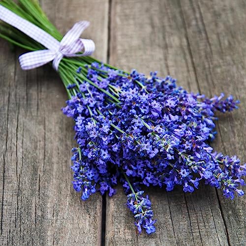 120 pcs lavendel samen winterhart kräuter samen blumenwiese lavendelsamen zum pflanzen - Lavandula angustifolia kräutergarten küche saat gartensamen kräuterbeet gartenblumen von WJKWY-Q