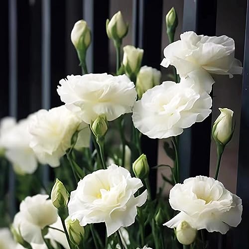 120 pcs lisianthus eustoma samen - saat winterharte pflanzen für garten Eustoma grandiflorum, flower winterfeste pflanzen für garten bienenwiese saatgut geschenke für gartenliebhaber von WJKWY-Q