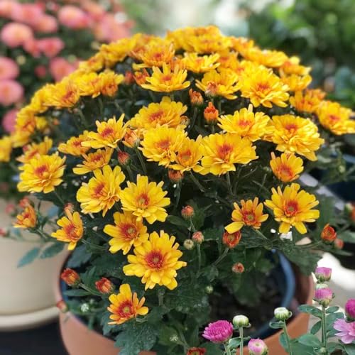 15 pcs Chrysanthemen winterhart samen winterfeste pflanzen für balkon Chrysanthemum morifolium, kräutergarten geschenk wiesensaatgut gartensamen pflanzensamen winterfeste pflanzen von WJKWY-Q